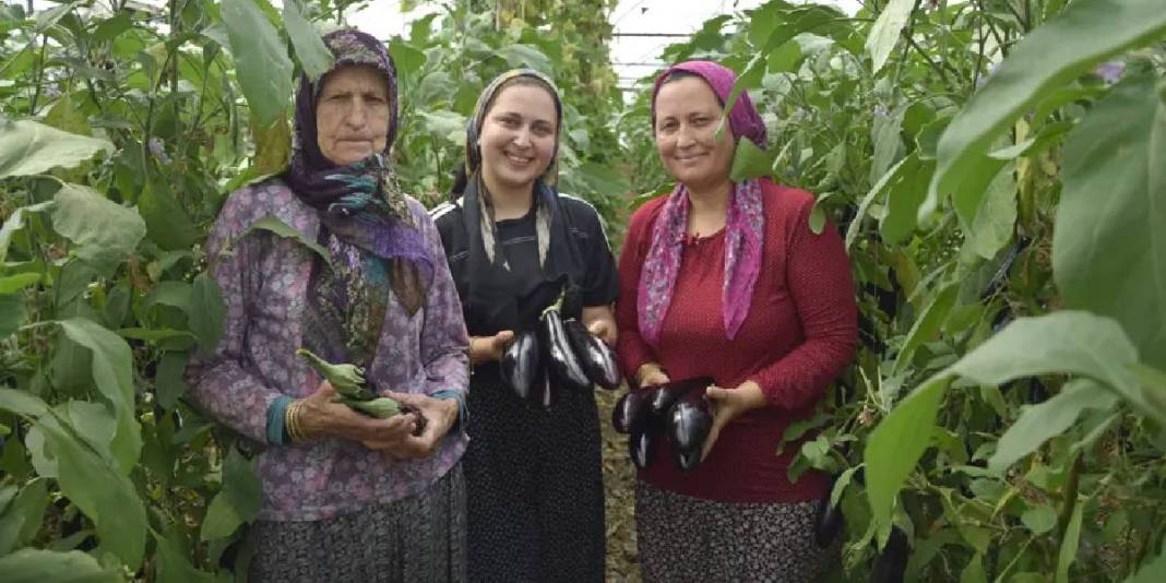 Nineden toruna geçen üretim! 3 kuşaktır yaz-kış demeden hasat yapıyorlar 4